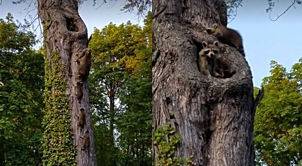 小浣熊抱树图片图片
