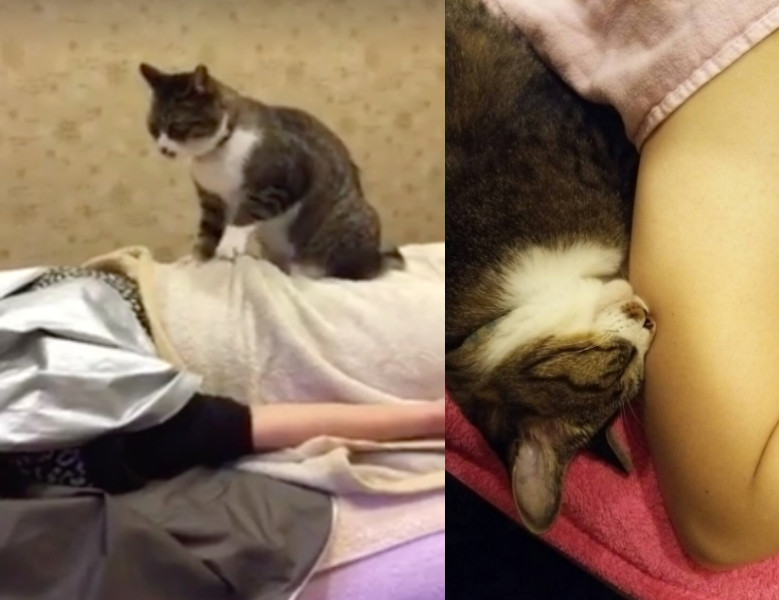 日本「猫按摩师」会马杀鸡 工作太累乾脆跟客人一起睡