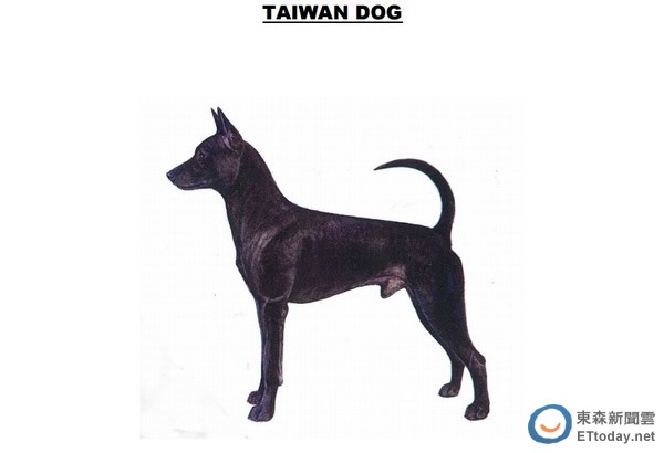 我家黑狗兄就是「台湾犬」? 国际认证镰刀尾,杏仁眼