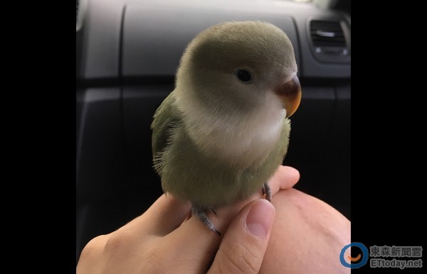 小鹦眯眼享受摸摸. 她萌照证明「鸟鸟可爱不输猫」