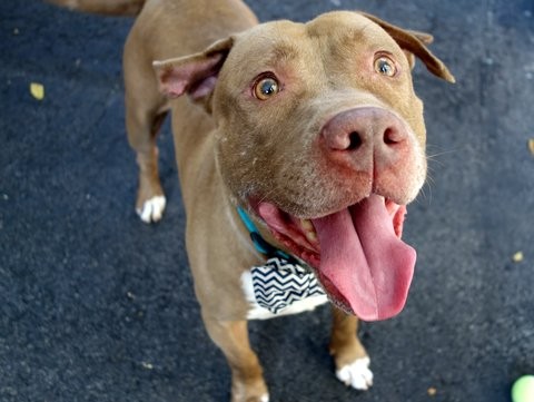 内心很温柔,当它的眼睛看著你,你会知道对它来说你是全世界最重要的人