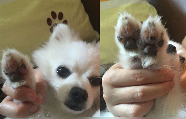 苦主花了800多人民币,狗狗的肉掌还是没有恢复.