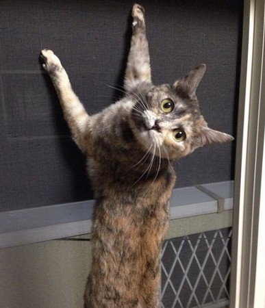 求求你～不要再爬纱窗了!猫奴超需要的猫形纱门补洞贴