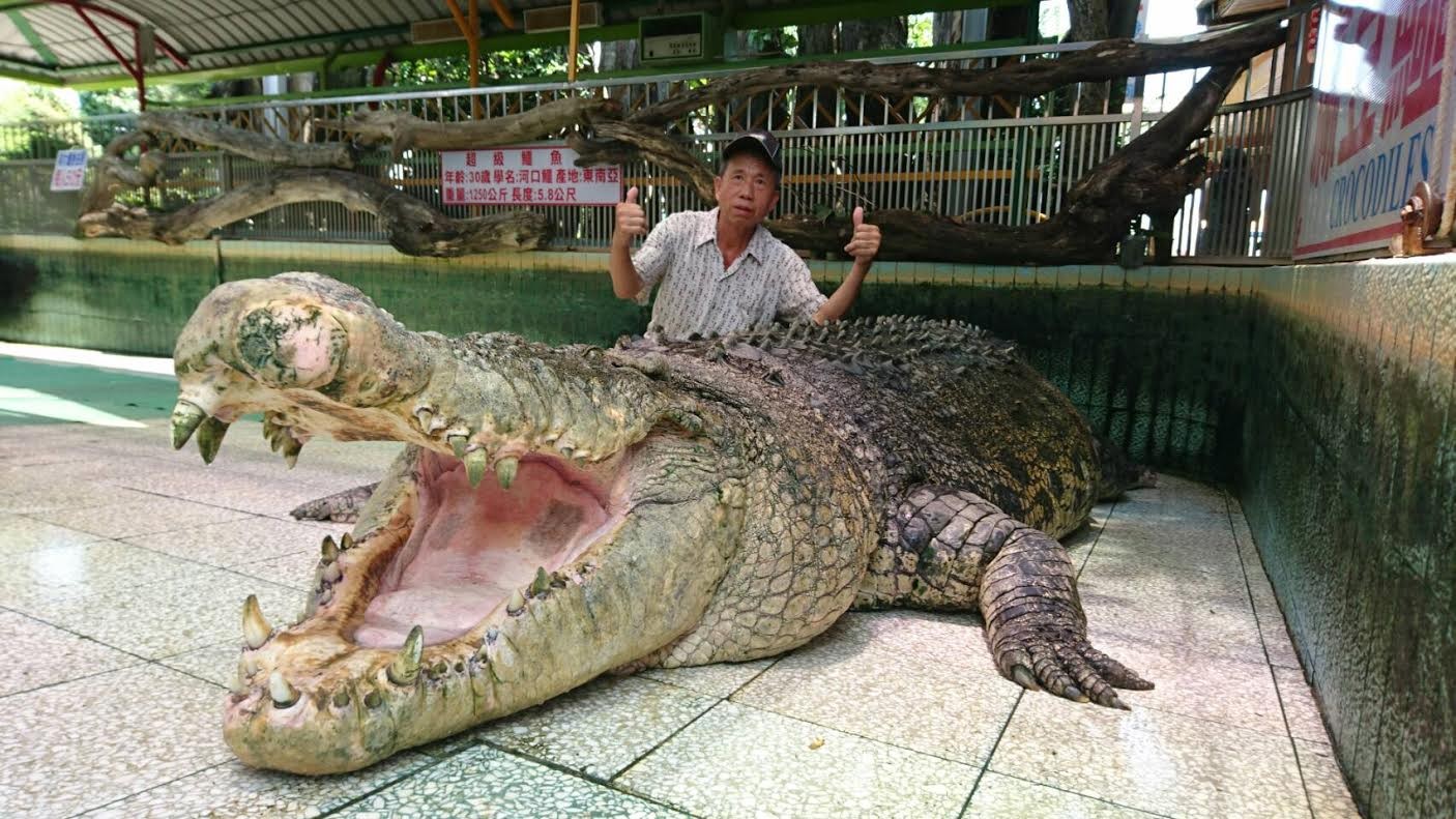 鱷魚王小河即將離開臺灣,前往中國大陸的廈門動物園.