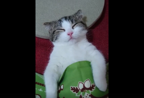 猫咪睡得好熟呀!(图/翻摄自「这时候只要笑就可以了」粉丝专页)