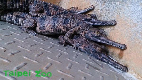 ▼小鳄鱼长大了!(图/台北市立动物园提供)