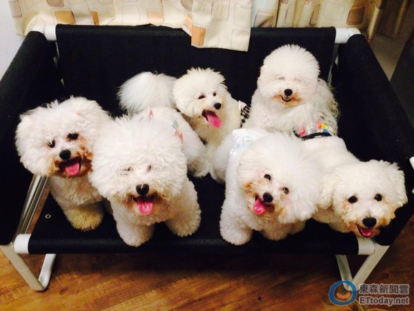 台中比熊犬跟著食物跑～ 6只「白蓬蓬」如小羊儿回家