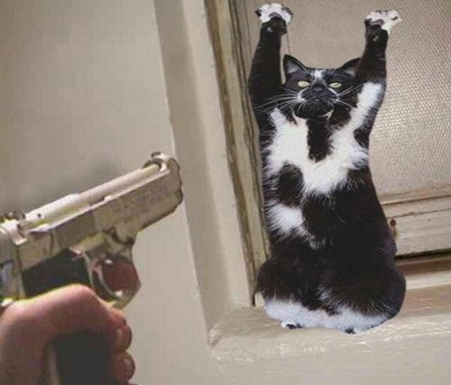 恶搞无极限的举手猫p图全集来啦