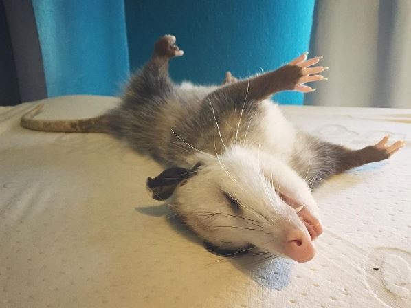 负鼠最会装死了!不过我只是睡著了啦.