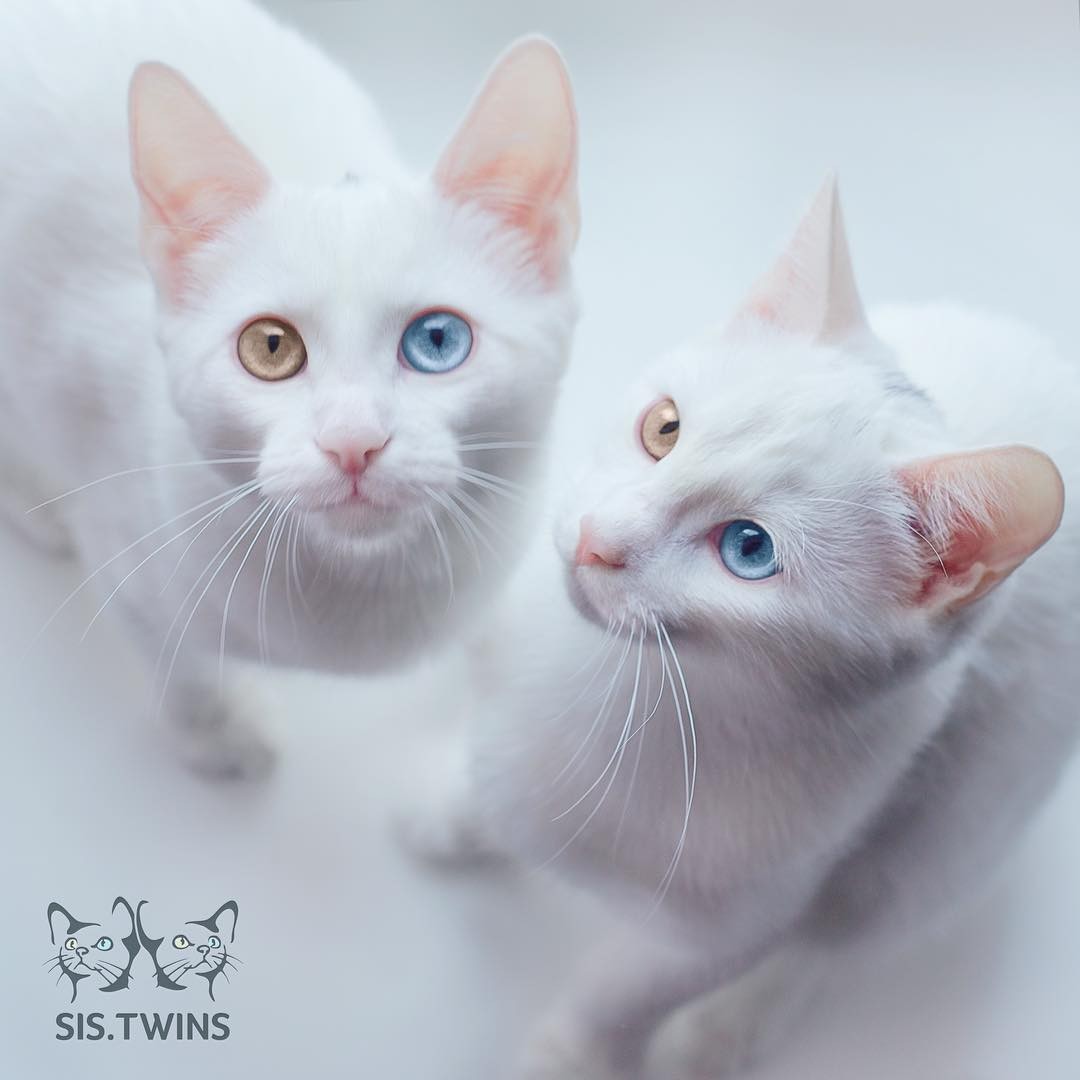 最美阴阳眼twins猫咪,拥有绝美双色眼睛