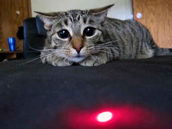猫咪展现出闪亮亮眼睛,准备随时发动攻击!(图/取自imgur)