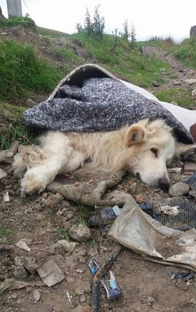 可憐的德國牧羊犬被人當成垃圾,丟棄在山裡.(圖/翻攝自臉書)