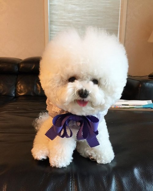 有颗圆圆大头亚洲校花郭雪芙的软可爱比熊tori