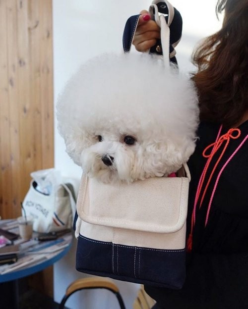 缩成一团就变成棉花球!有颗圆圆大头的软萌比熊tori