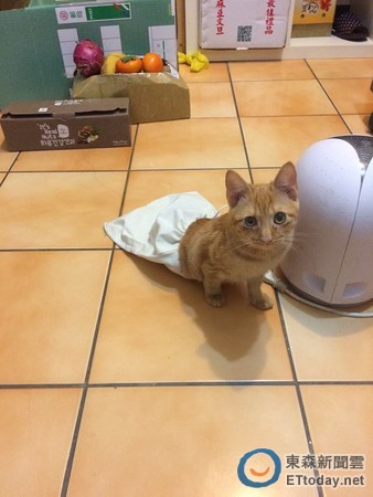 募资56万!瘫痪猫嘟嘟有新轮椅了 复健后尾巴已