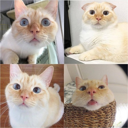 芒奇金猫头戴水果套 表情超无奈