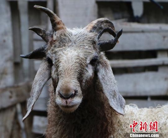 新疆「五角怪羊」两耳长 兽医:近亲交配引发基因变异