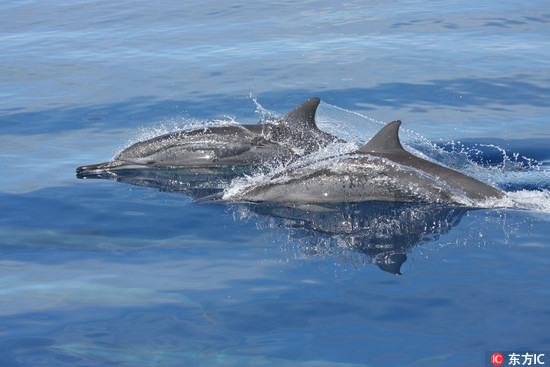 科學家透過專門特製的「水下麥克風」研究發現, 寬吻海豚(bottlenose