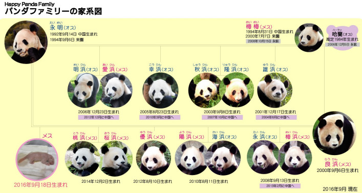 大熊猫族谱图片