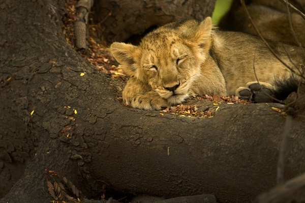 你睡覺方式最像哪種動物? 「獅子睡眠者」屬典型領導者