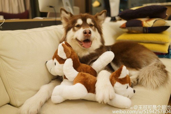 她的生日礼物是8支艾凤7!中国首富之子的狗女儿「王可可」