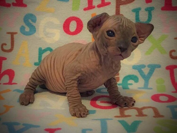 好像哪看过?无毛又皱皮 这种猫简直魔戒「咕噜」本尊