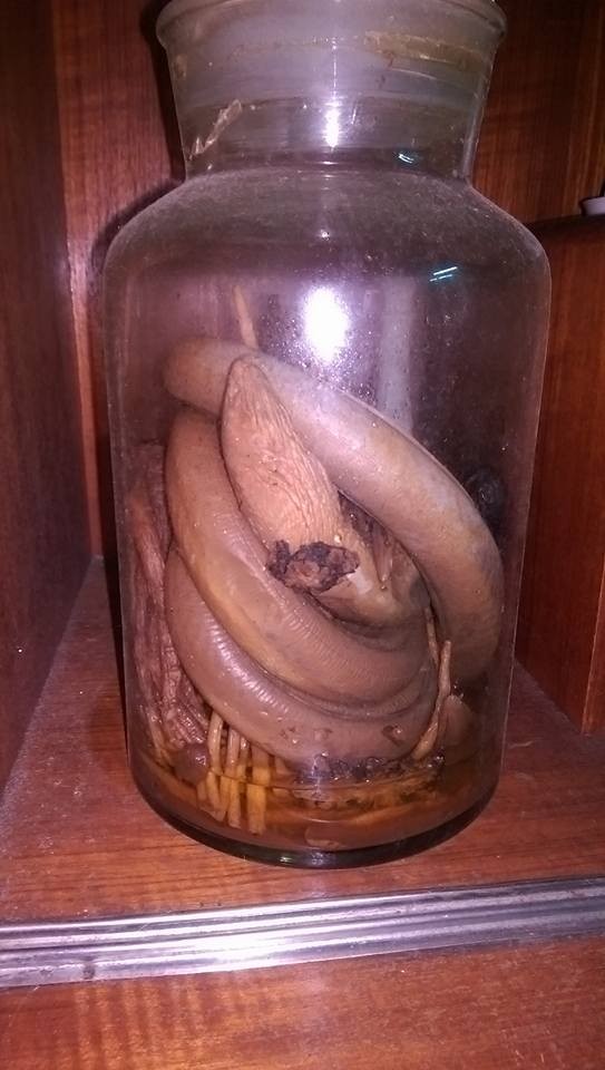 ▼许多网友惊呼土龙酒补身又值钱,可惜所剩无几.(图/翻摄爆废公社)