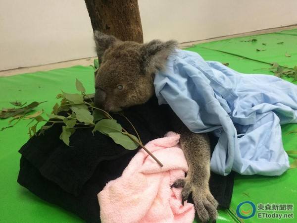 19岁元老无尾熊「派翠克」国庆过世 保育员守候谢谢它