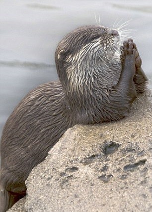 动物祈祷图片唯美图片图片