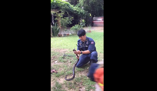 泰国消防员徒手抓眼镜蛇 「10秒电眼」轻松把它收服