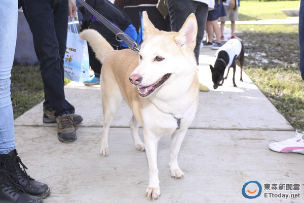 优雅可爱的哈吉!