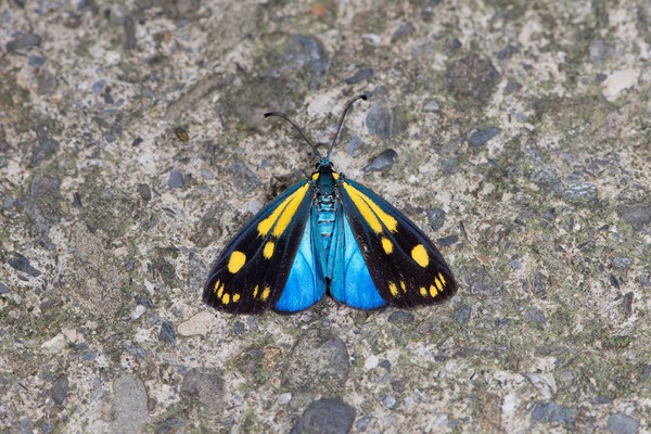 梦幻翅膀 屏东浸水营首次发现罕见「天蓝狭翅斑蛾」!