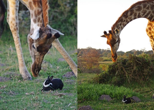 长颈鹿和大胆兔兔非洲草原上邂逅 约会45分钟相亲相爱
