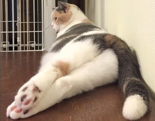 国际中心/综合报导 日本有只超可爱长的又特别的英国短毛猫「nikki」