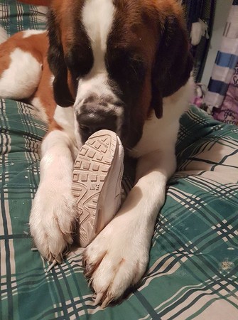 Resultado de imagen para ç¬ saint bernard è¡£é¡