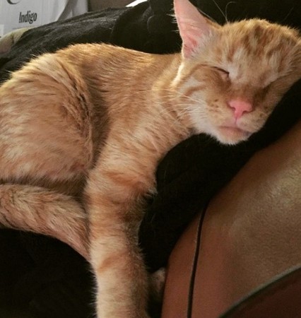 「忧郁猫」终身瘫痪判安乐死 注射前遇领养人.奋力重生