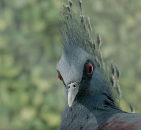 「极黑眼线 网袜」 维多利亚冠鸠还会自己找镜头!