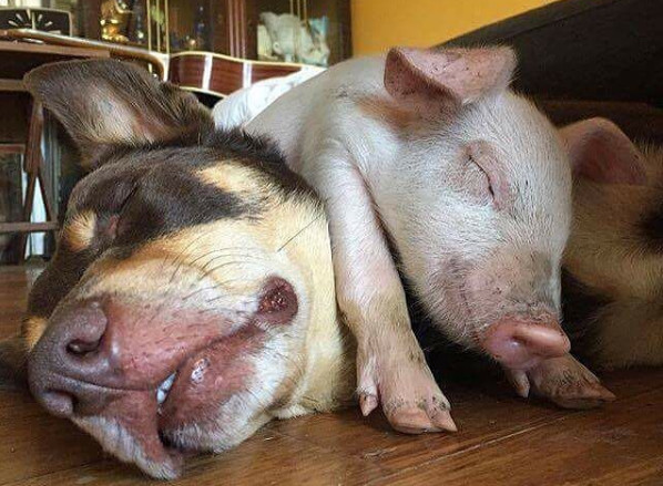 猪和狗一起的照片图片图片