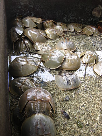 恩爱「夫妻鱼」鲎至死不离 4亿年活化石将来台复育