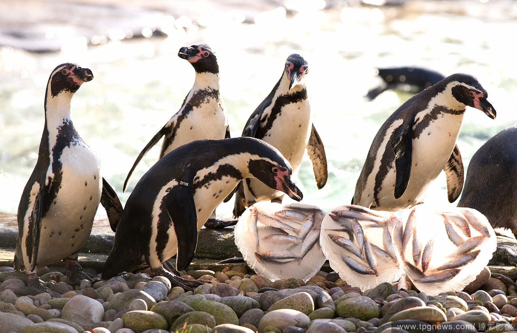 加拿大卡加利動物園7只漢波德企鵝集體溺斃,震驚園方.