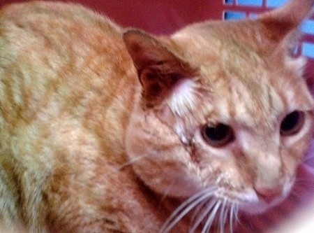 右脸肿成包子! 网友团结帮流浪猫付医药费