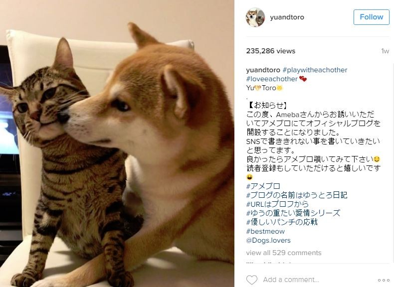 犬猫cp晒恩爱!互相亲亲又舔舔 闪瞎一票网友