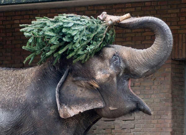 圣诞节过了树怎麼办? 大象老虎帮解决:嗯～好吃又好玩