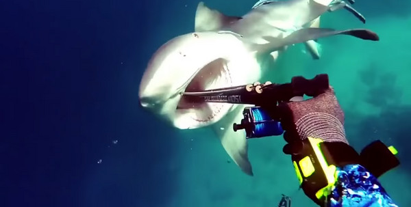 潜水惊见血盆大口.鲨鱼秒速游近 他靠鱼枪刺嘴保命