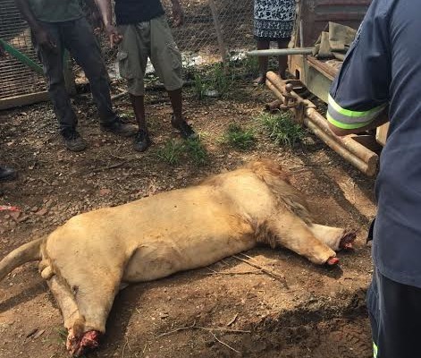 嫌犯将狮子毒杀后,砍下头颅和四肢拿走,仅留下狮身,画面怵目惊心