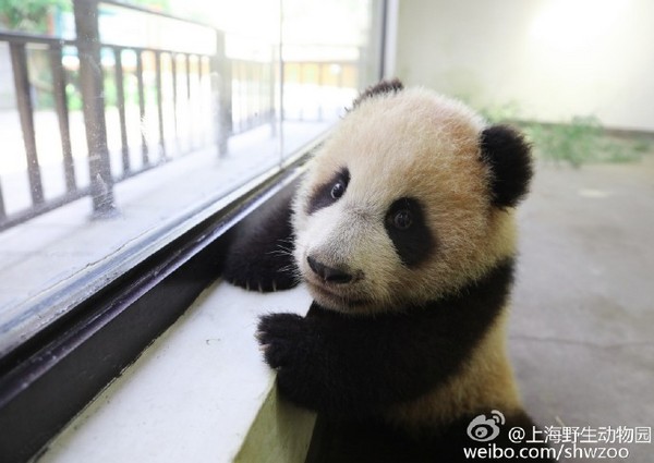 上海动物园猫熊帼帼骤逝 175天大女儿「花生」