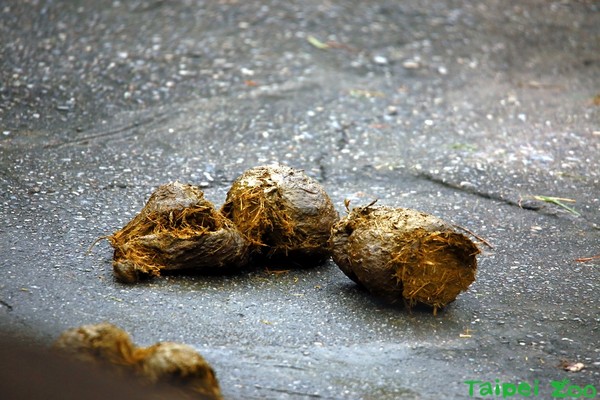 河马水中偷排便还用尾巴打散 保育员清出「满满一车」