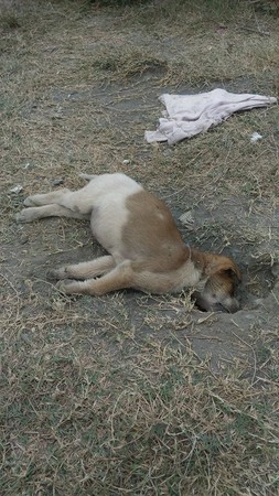 胶带缠头活活闷死图片