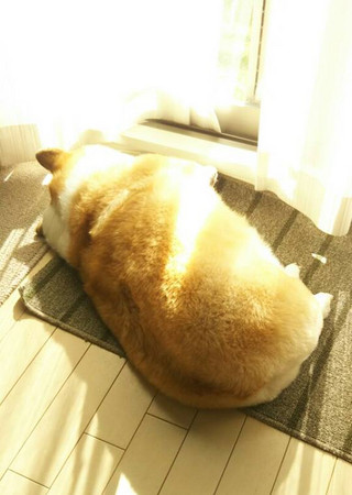 柯基胖成面包.(图/翻摄自推特/kiku1567)