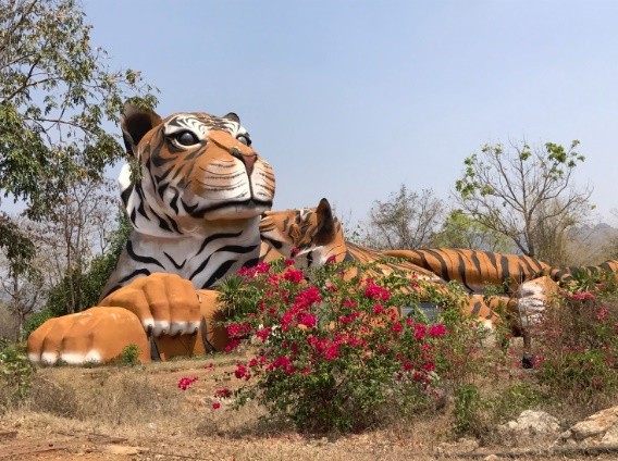 泰国「老虎庙」杀虎做肉罐遭停业 偷改名想重新揽客
